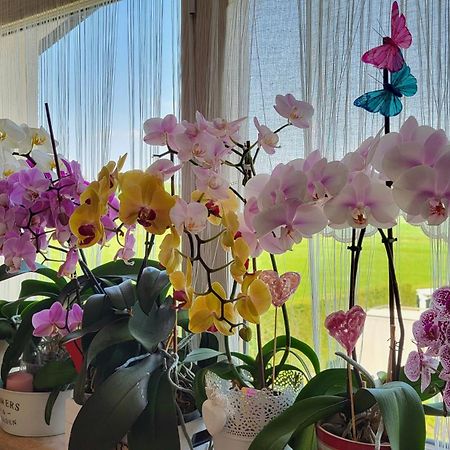 B&B A Casa Di Eleonora Villafranca di Verona Bagian luar foto
